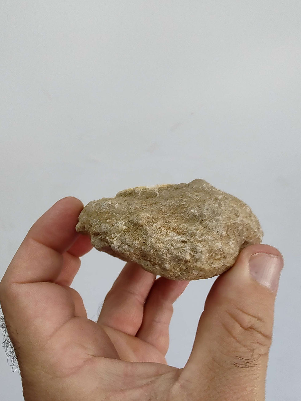 Miniatura: Vértebra de otodus na matriz do Marrocos 
