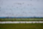 DSC08511[1].JPEG