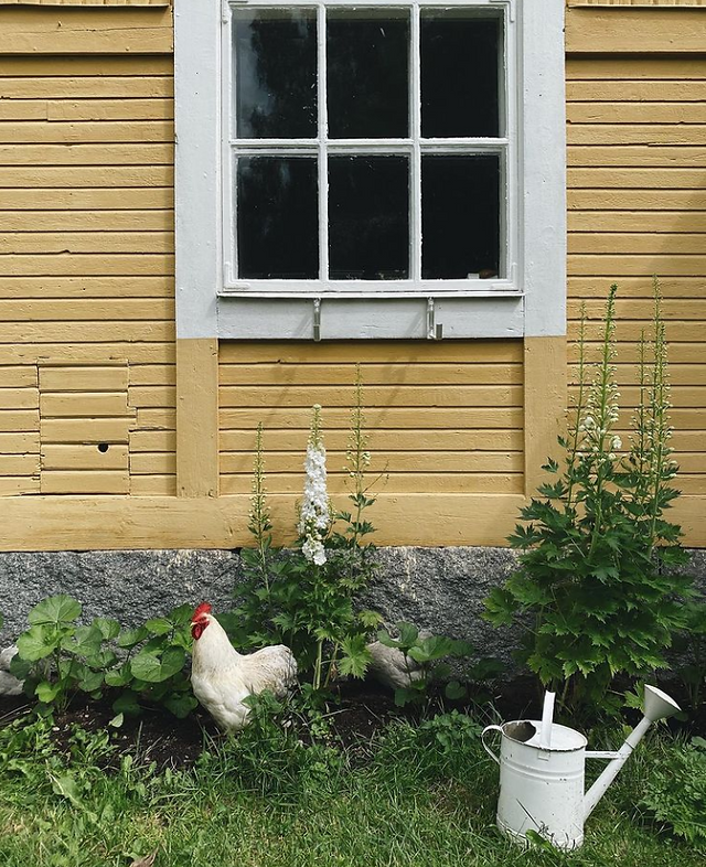 poule blanche et arrosoir devant une fenetre et un mur jaune chez Nathalie Myrberg