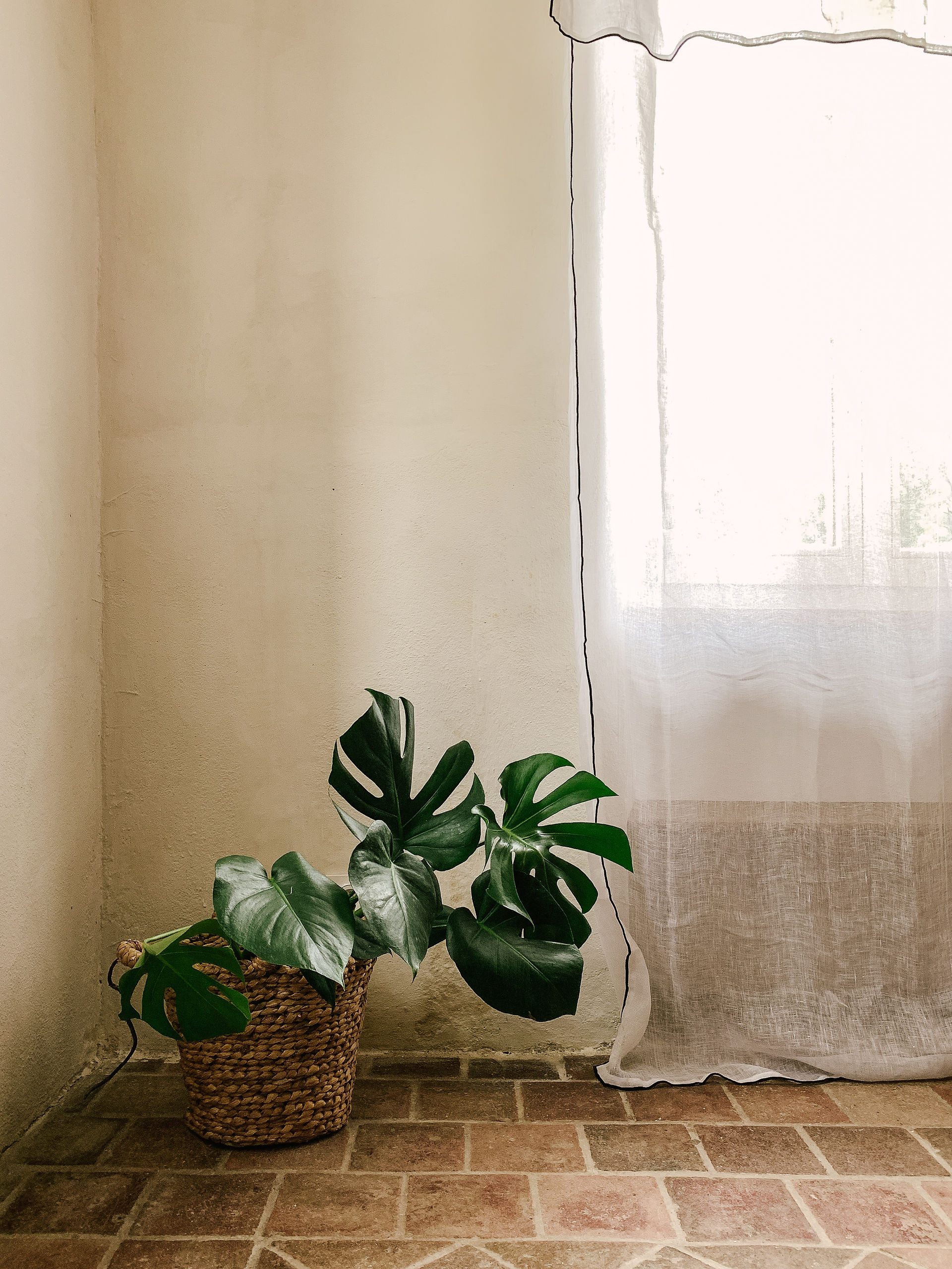 plante verte dans un cache pot en rotin