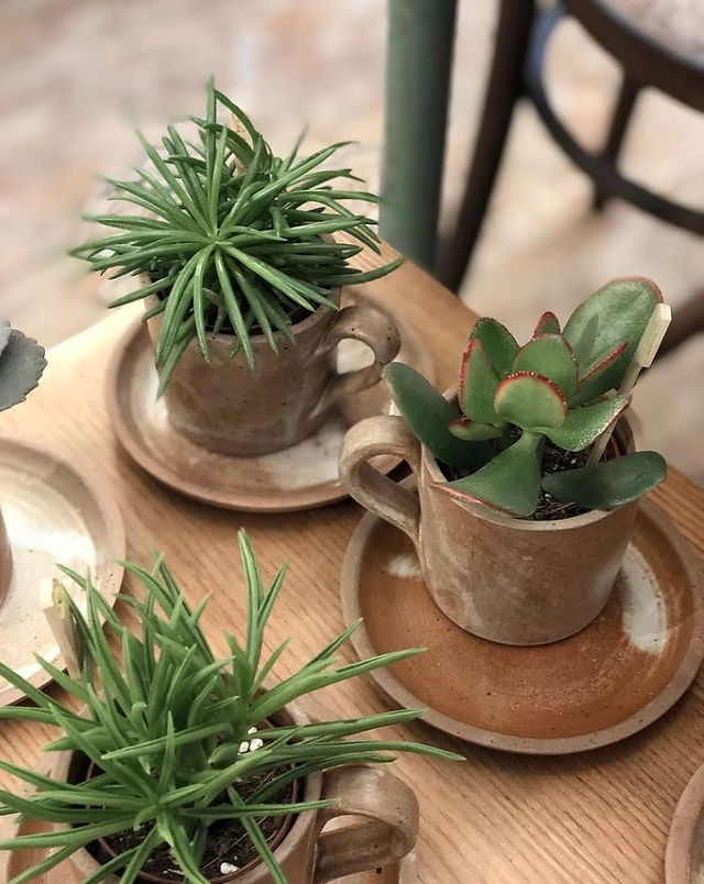 plantes grasses dans des tasses en grès à l'Atelier du Petit Parc