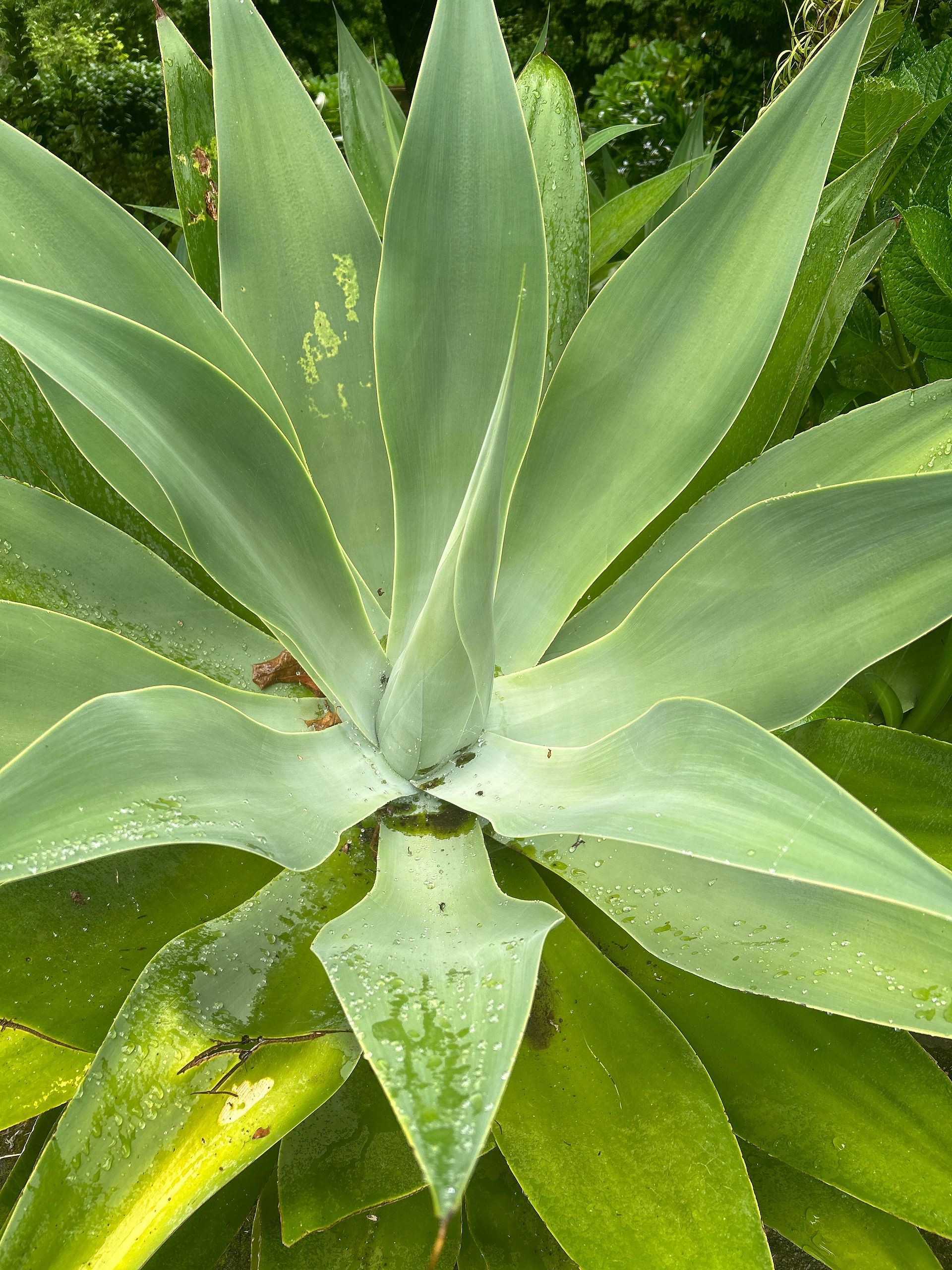 aloes in Azores © laure chédé