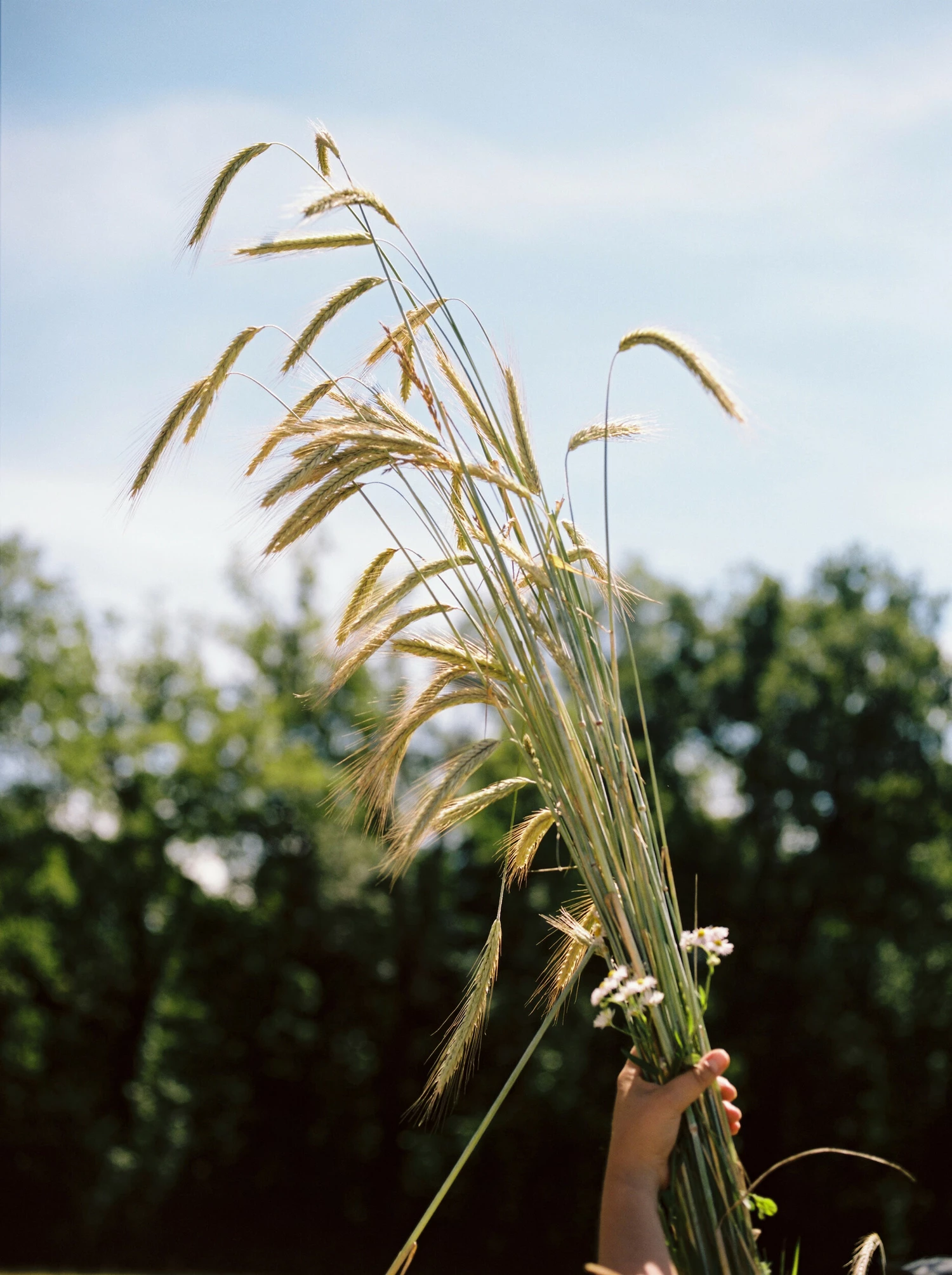 bouquet de seigle chez Emma Bruschi