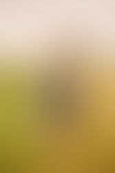 collection velours Hindbag