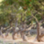 mastic trees of chios