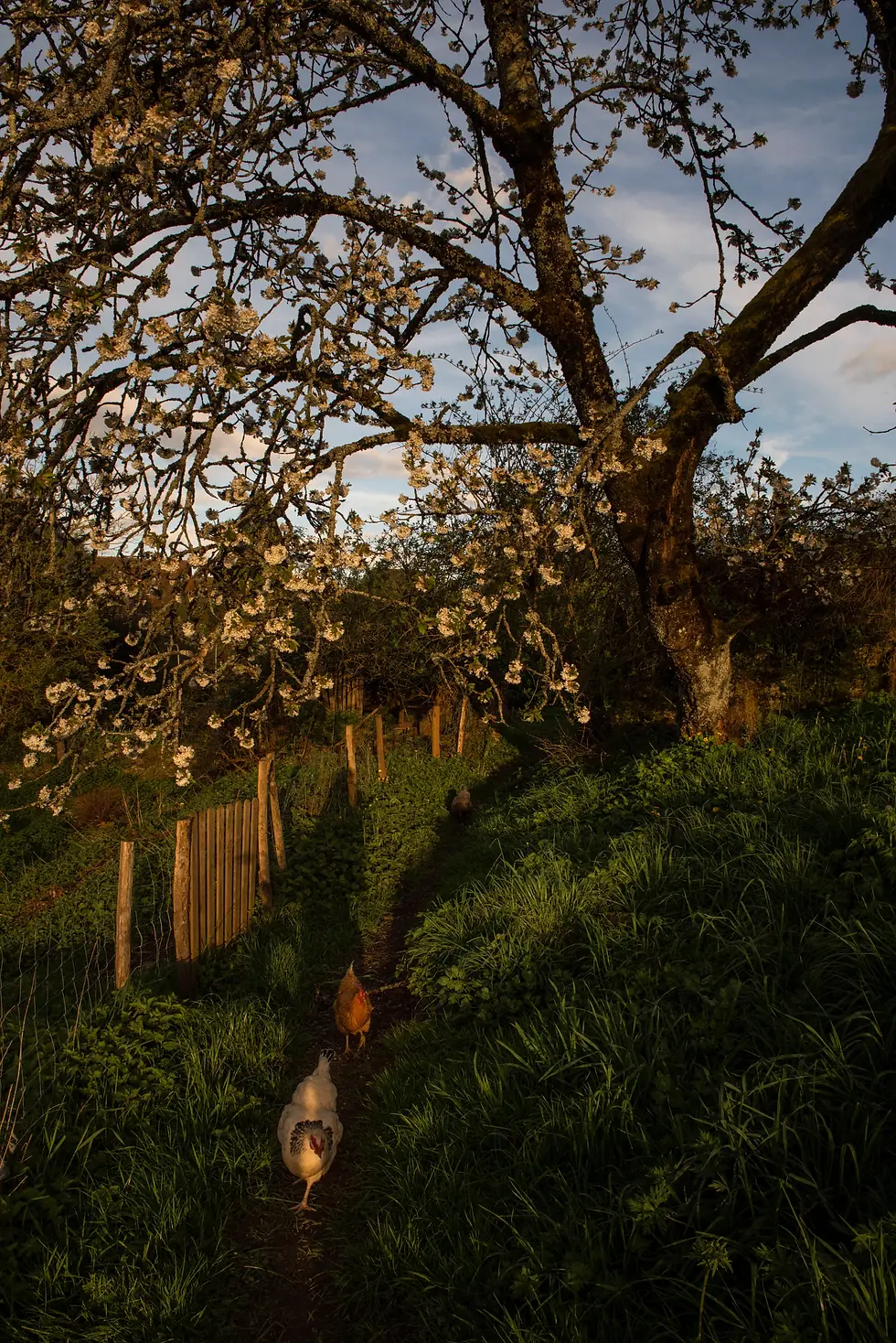 photo d'Hélène Degrandpré