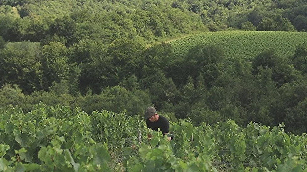 Domaine de Moiteillant à Pouilly sur loire