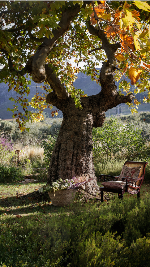 jardin de la Sterrekopje Farm