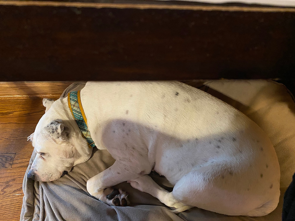 Roadie under the desk