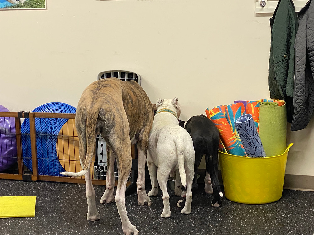 Moonie, Roadie & Ursa busy in the office