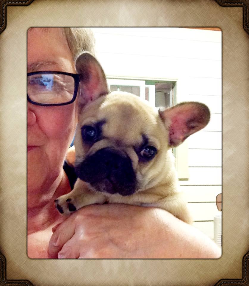 AKC French Bulldog Puppies (frenchies) Available in ...