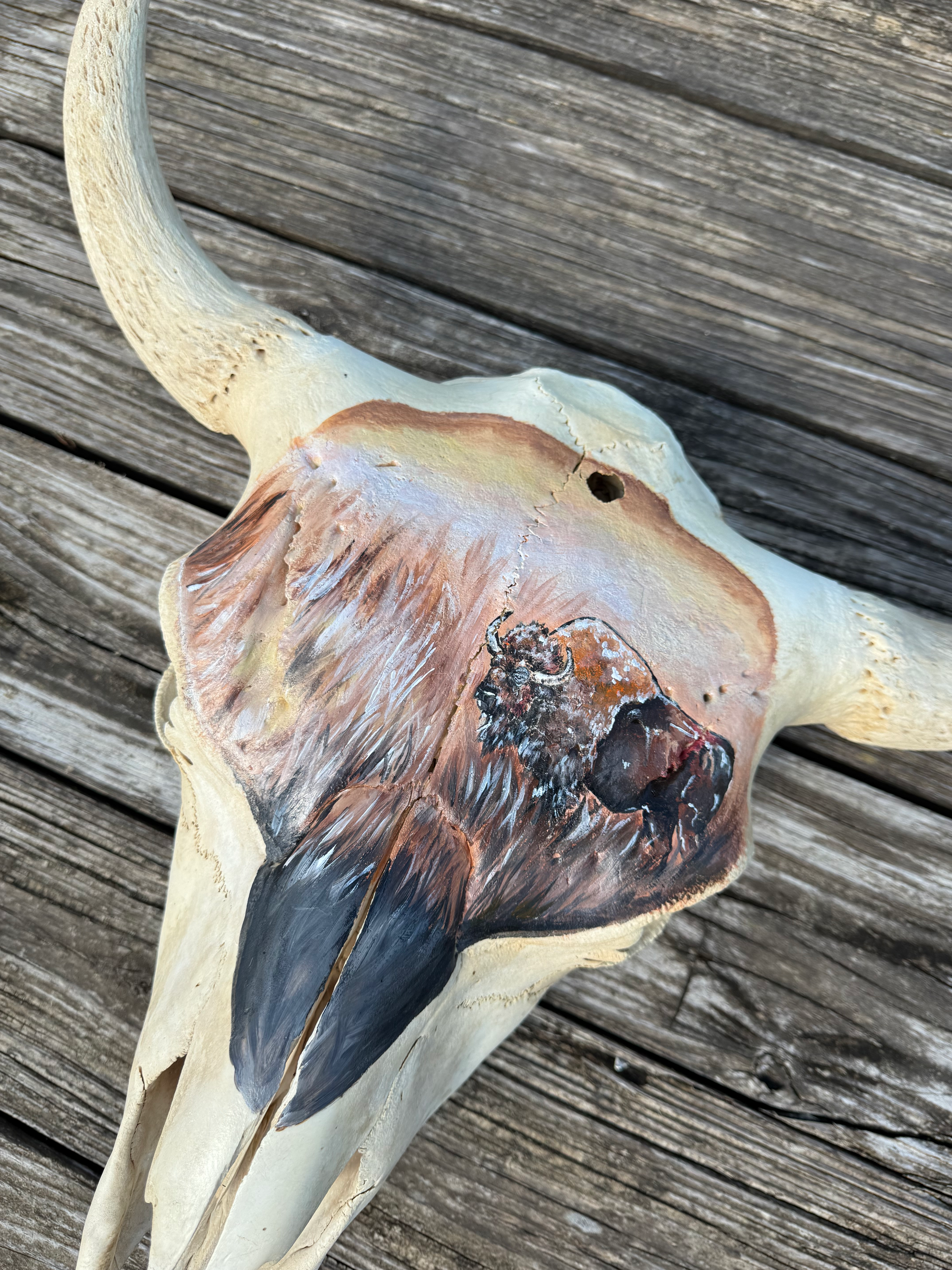 authentic painted buffalo skull