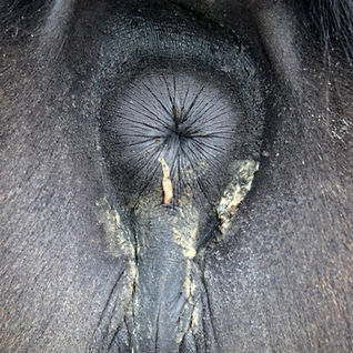 Eiablage Oxyuris.jpg