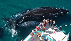 6a55b4_9ee946b084d748f080cd03e880097e41_