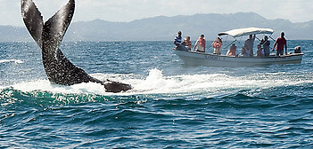 ballenas-samana-republica-dominicana2-a.