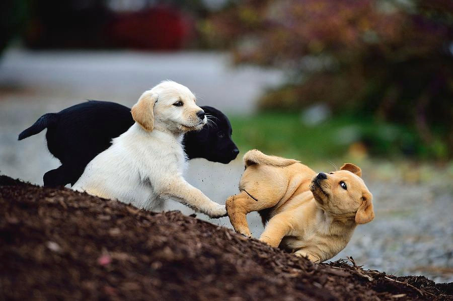 puppy playing 2.jpg
