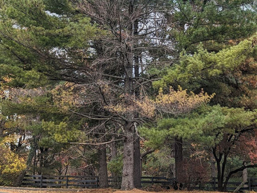 Why is My Pine Tree Turning Brown? Common Issues in Charlottesville, VA