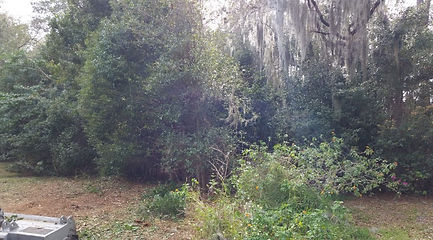 Carter Land Care in Lake Wales Florida Tree Removal, Forestry Mulching, Excavation, Dirtwork, Grading, Land Clearing