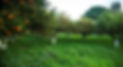 orange-grove-1024x560.jpg