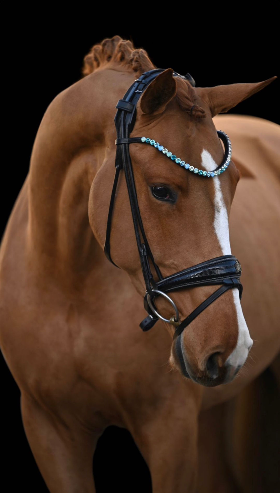 Trensenzaum Manhattan 