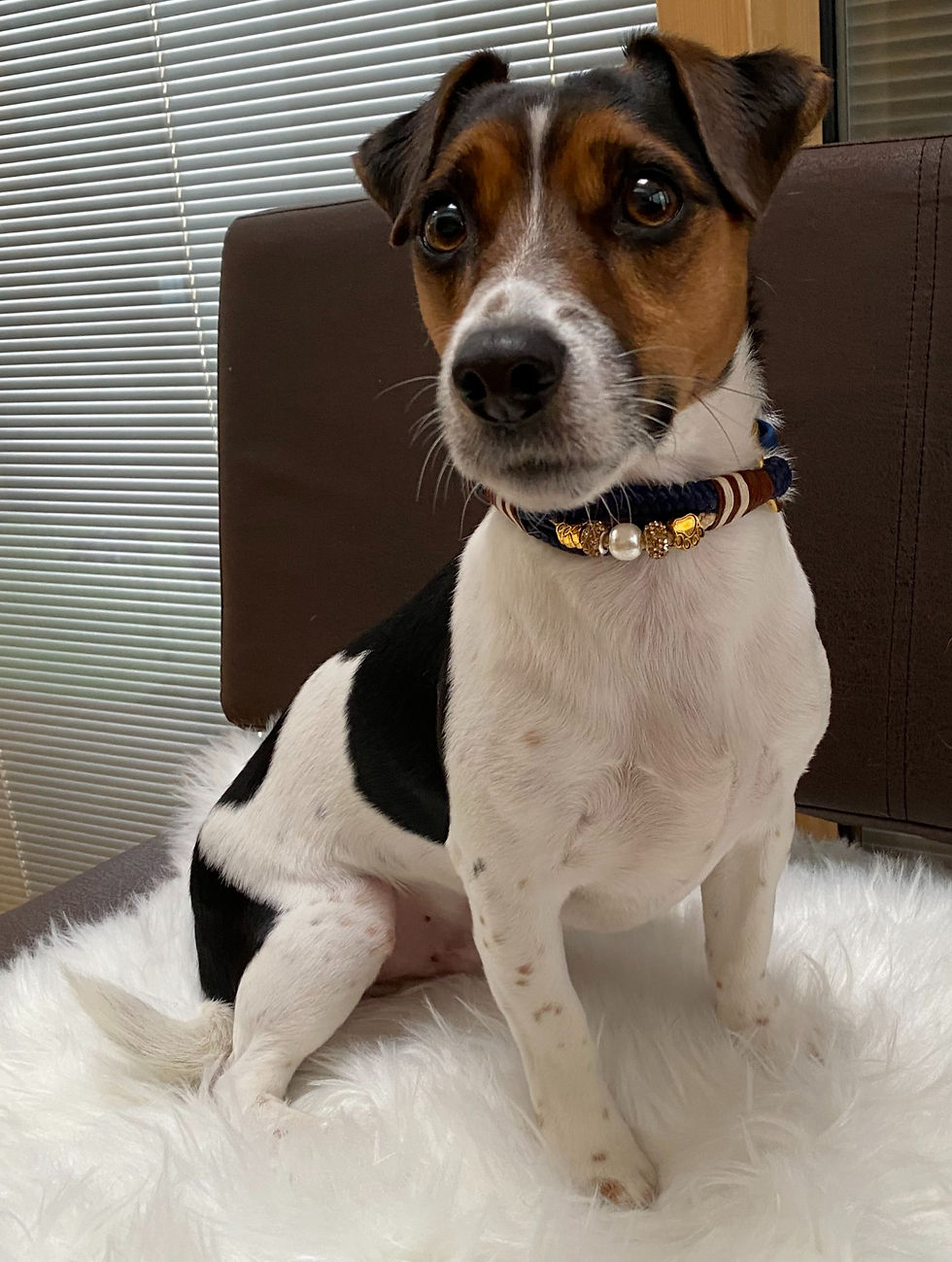 Miniaturbild: Hundehalsband Deluxe