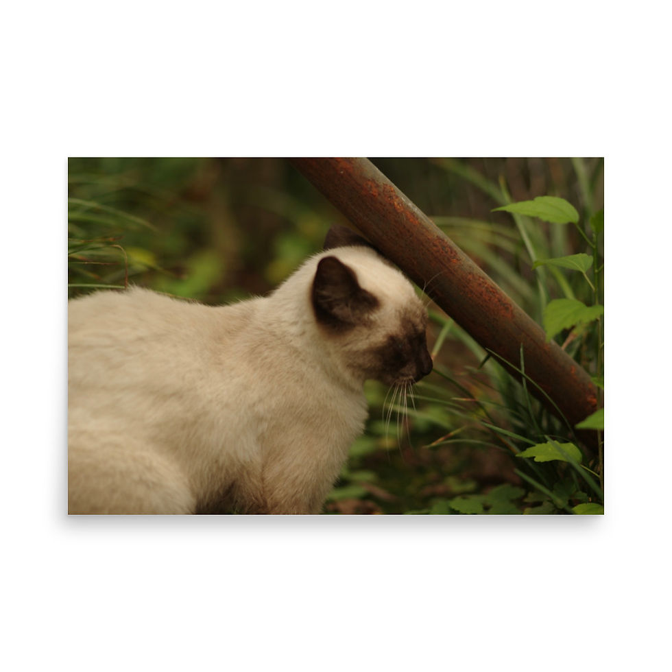 Thumbnail: poster cat