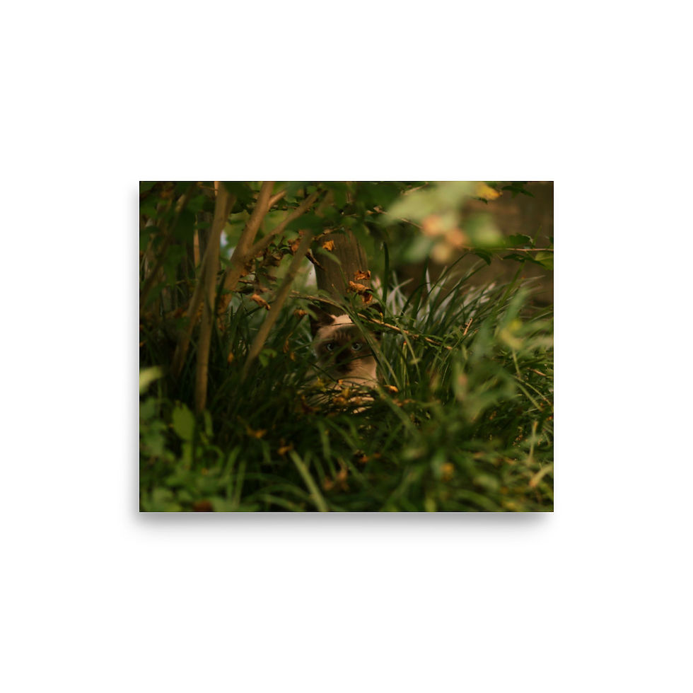 Thumbnail: Poster cat