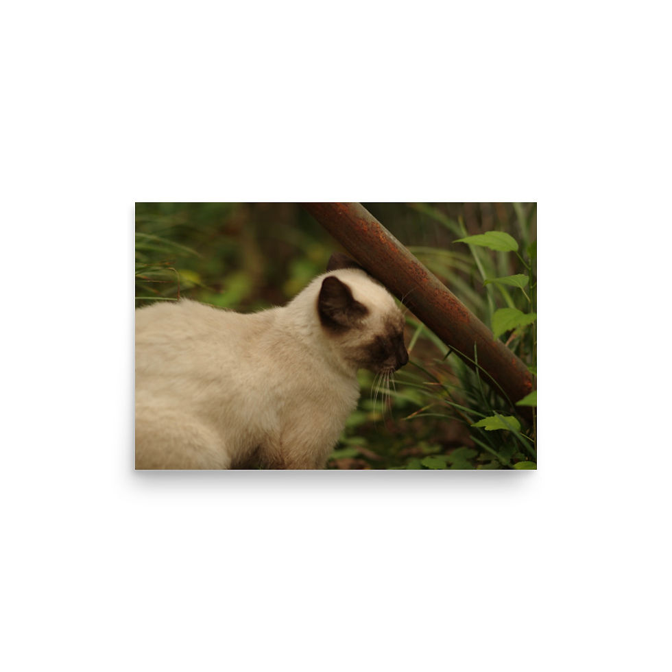 Thumbnail: poster cat