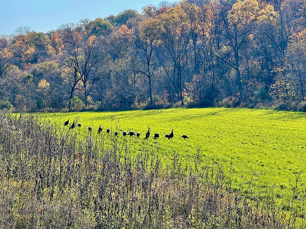 turkey trot.HEIC