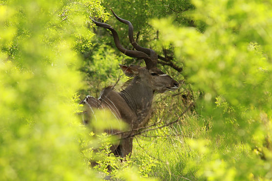 Greater Kudu Connan1.jpeg