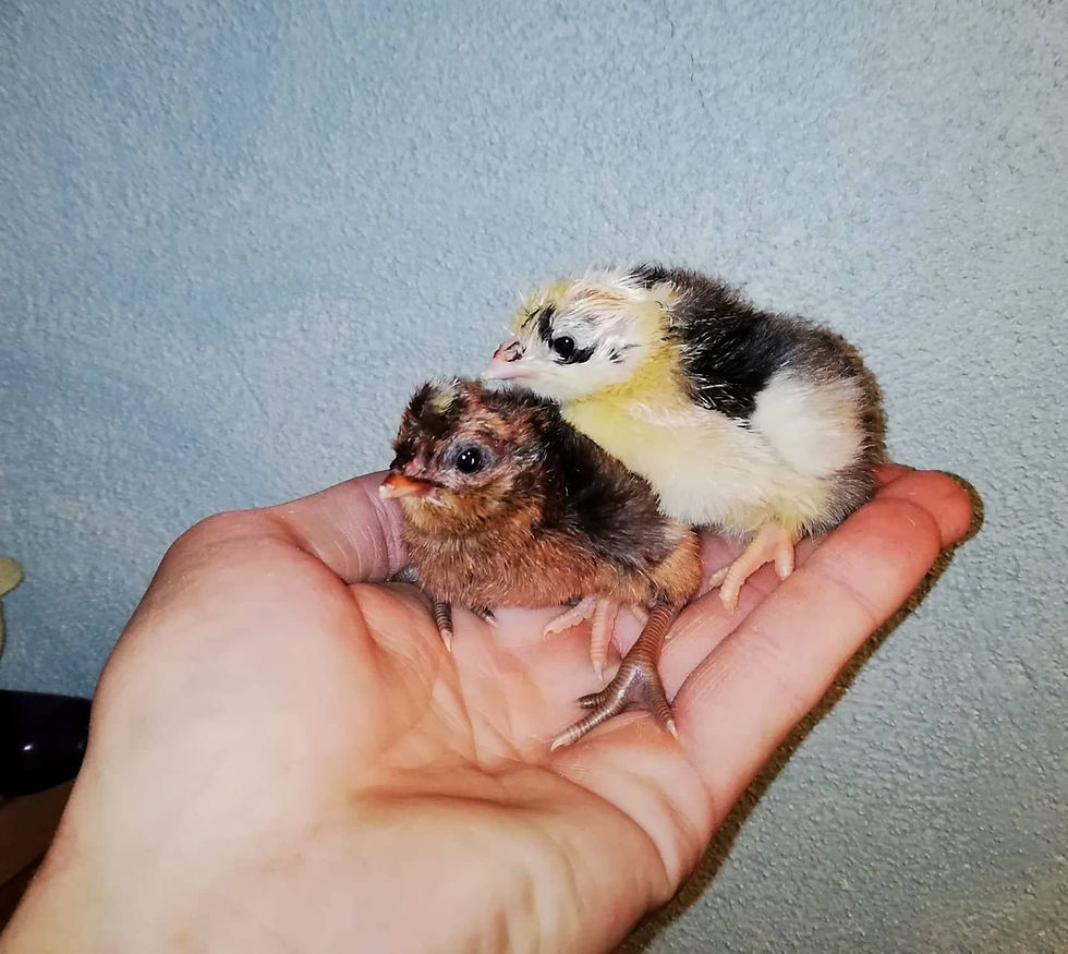 Miniaturbild: Sandschak Langkräher Küken vom Züchter in Österreich, artgerechte Haltung, Versand nach Deutschland möglich