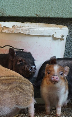 Mini- und Microschwein Ferkel