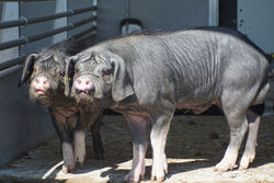 Meishan Schwein mit ruhigem Charakter und Schlappohren