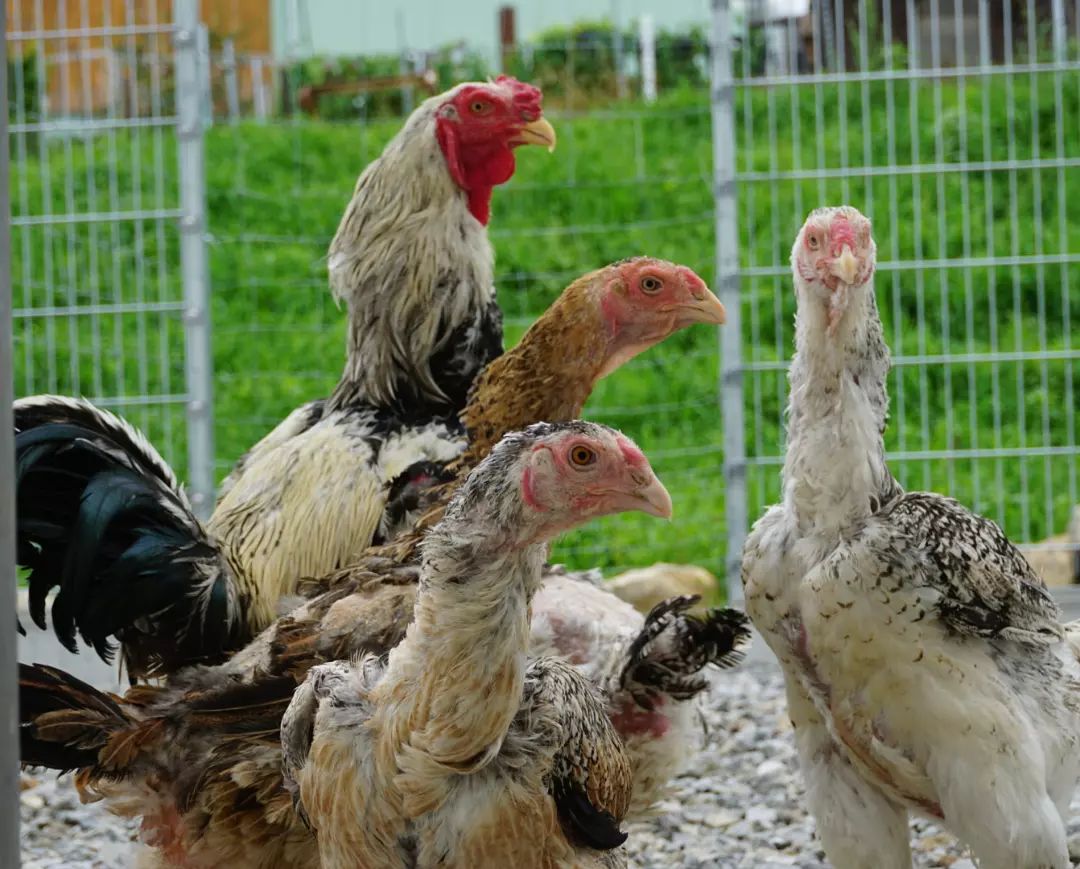 Das größte Huhn der Welt