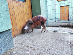 „Manchado de Jabugo