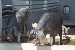 Chinesisches Maskenschwein auf der Weide in Österreich