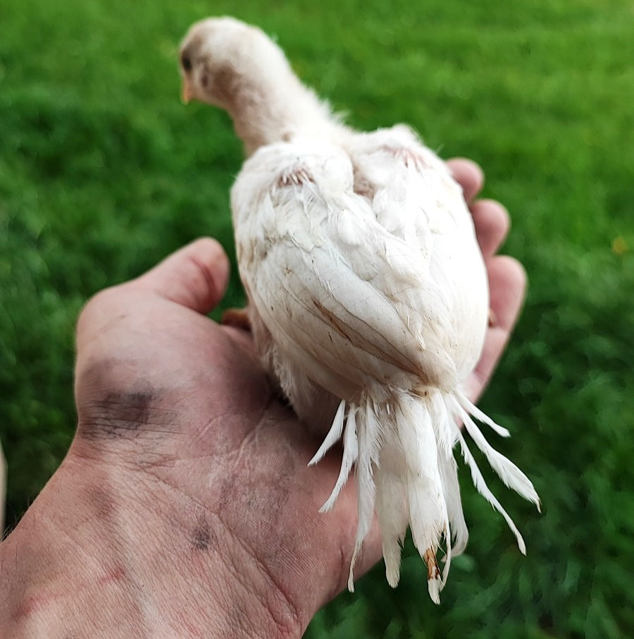 Miniaturbild: Parrot Beak Aseel Bruteier vom Züchter in Österreich, artgerechte Haltung, Versand nach Deutschland möglich