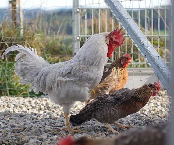 Cream-Opal Legbar Kennfärbige Küken vom Züchter in Österreich, artgerechte Haltung, Versand nach Deutschland möglich