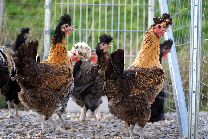 Sandschak Langkräher Junghennen aus artgerechter Haltung, robuste Zuchtrasse, Versand nach Deutschland und Österreich