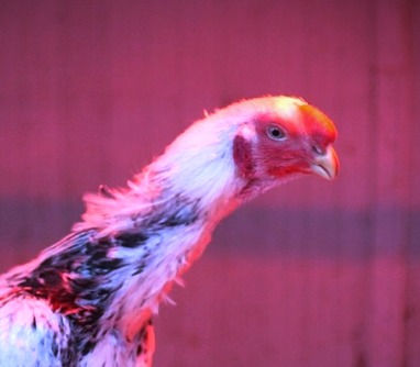 Miniaturbild: Parrot Beak Aseel Jungtiere Hennen vom Züchter in Österreich, artgerechte Haltung, Versand nach Deutschland möglich