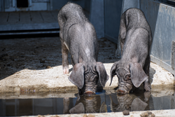 Meishan Schweine aus liebevoller Zucht in Österreich