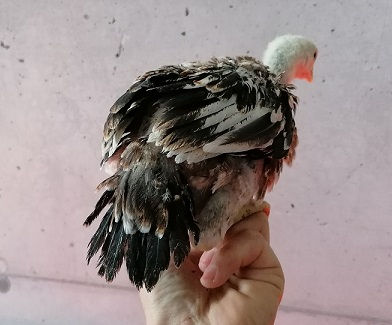 Miniaturbild: Premium Parrot Beak Aseel Bruteier für Inkubator und Naturbrut, robuste und gesunde Zuchtrasse