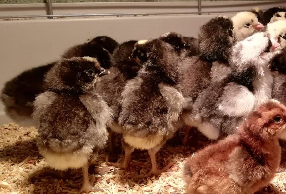 Olivleger F1 - Küken