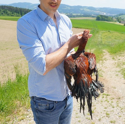 Miniaturbild: Parrot Beak Aseel Jungtiere Hennen vom Züchter in Österreich, artgerechte Haltung, Versand nach Deutschland möglich