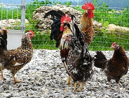 Miniaturbild: Junghennen Bayrische Landzwerge online bestellen, artgerechte Haltung, gesunde Tiere, Versand DE & AT