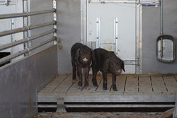 Meishan Schwein mit ruhigem Charakter und Schlappohren
