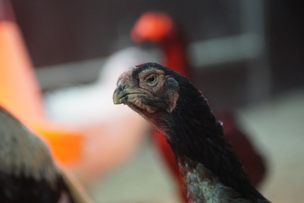 Miniaturbild: Parrot Beak Aseel Küken aus artgerechter Haltung, robuste Zuchtrasse, Versand nach Deutschland und Österreich