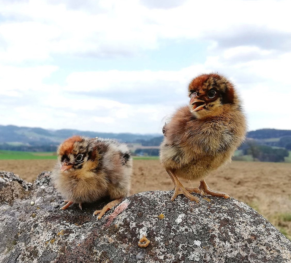 Sandschak Langkräher Küken vom Züchter in Österreich, artgerechte Haltung, Versand nach Deutschland möglich