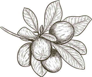 beurre de karité dessin.png