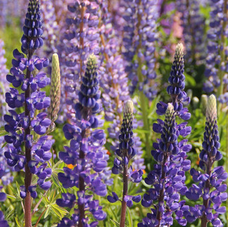 Lupines reach for the skies.
